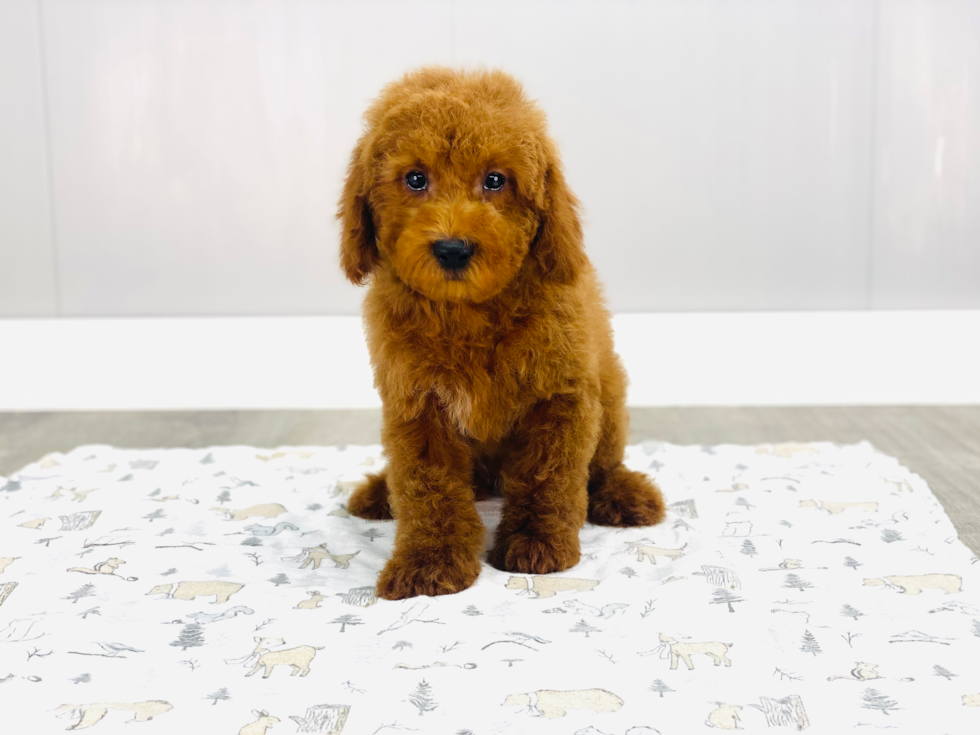 Smart Mini Goldendoodle Poodle Mix Pup