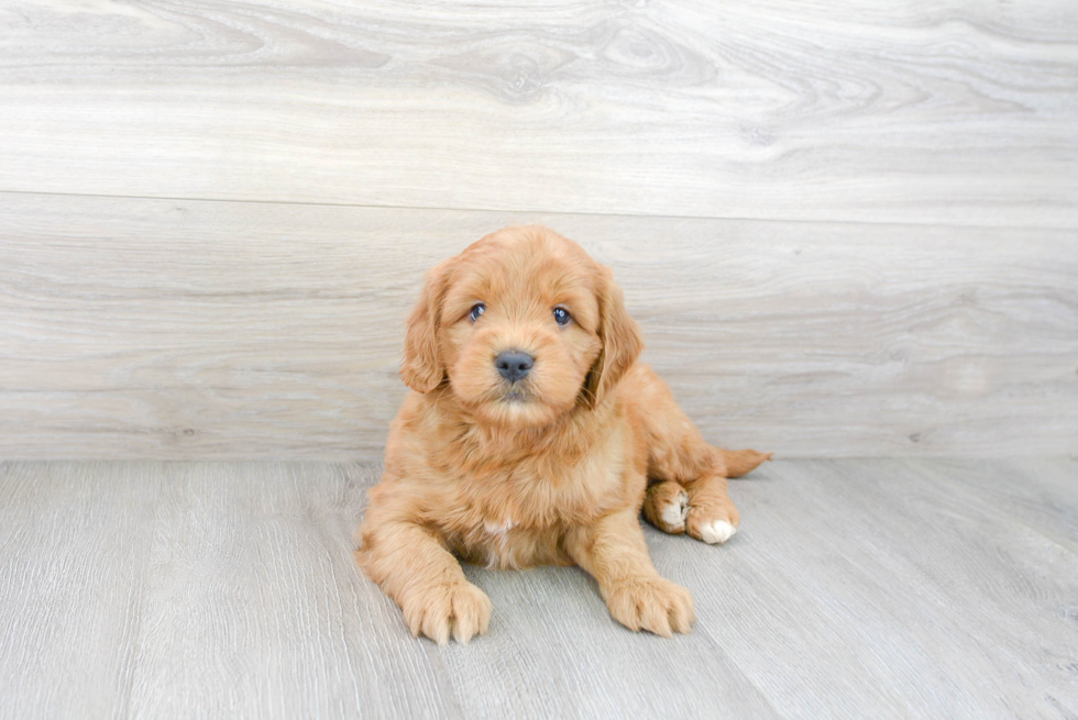 Popular Mini Goldendoodle Poodle Mix Pup