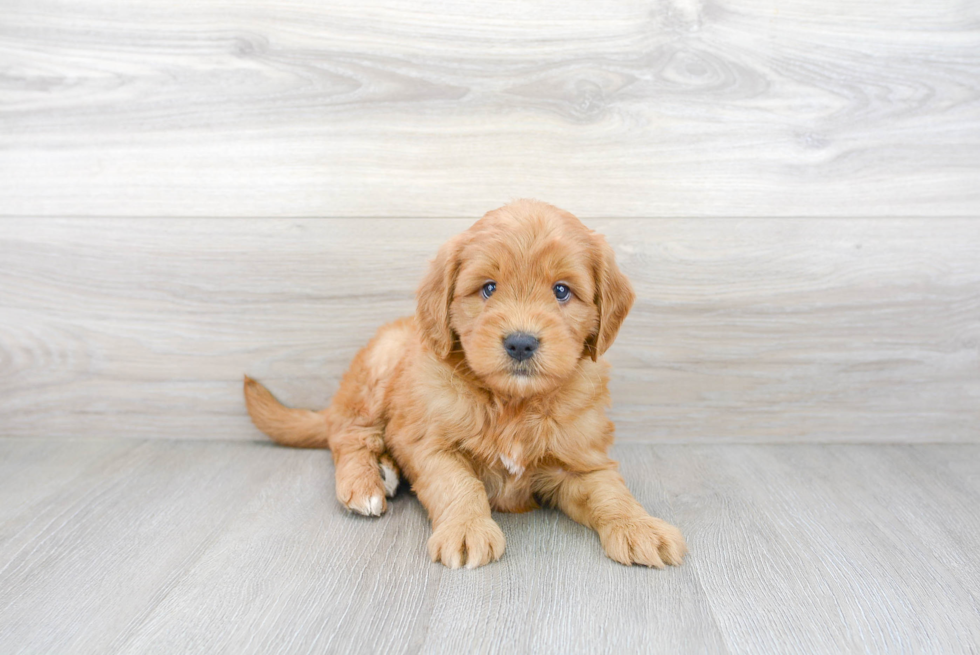 Energetic Golden Retriever Poodle Mix Puppy