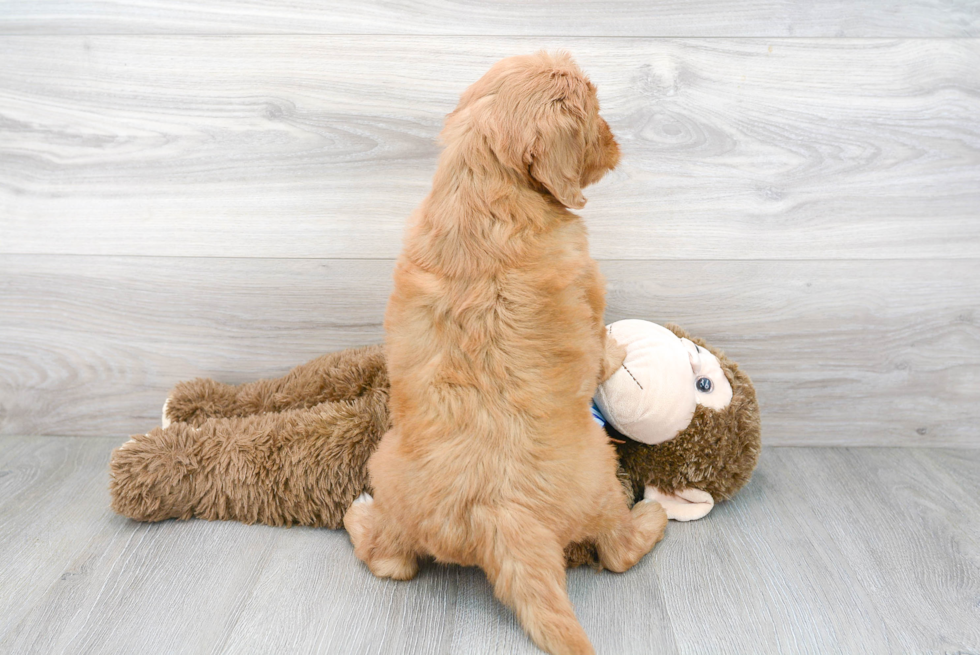 Sweet Mini Goldendoodle Baby