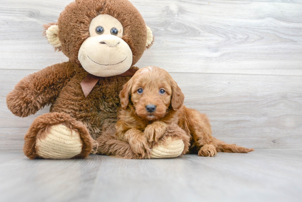 Smart Mini Goldendoodle Poodle Mix Pup