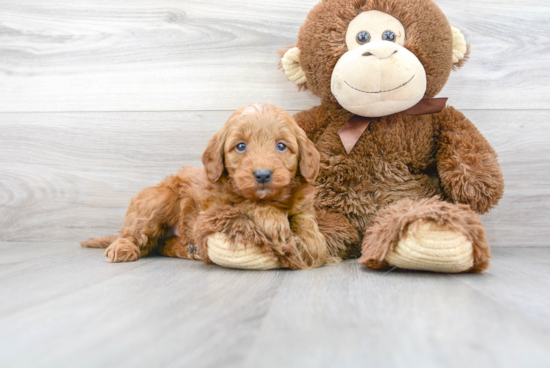 Energetic Golden Retriever Poodle Mix Puppy