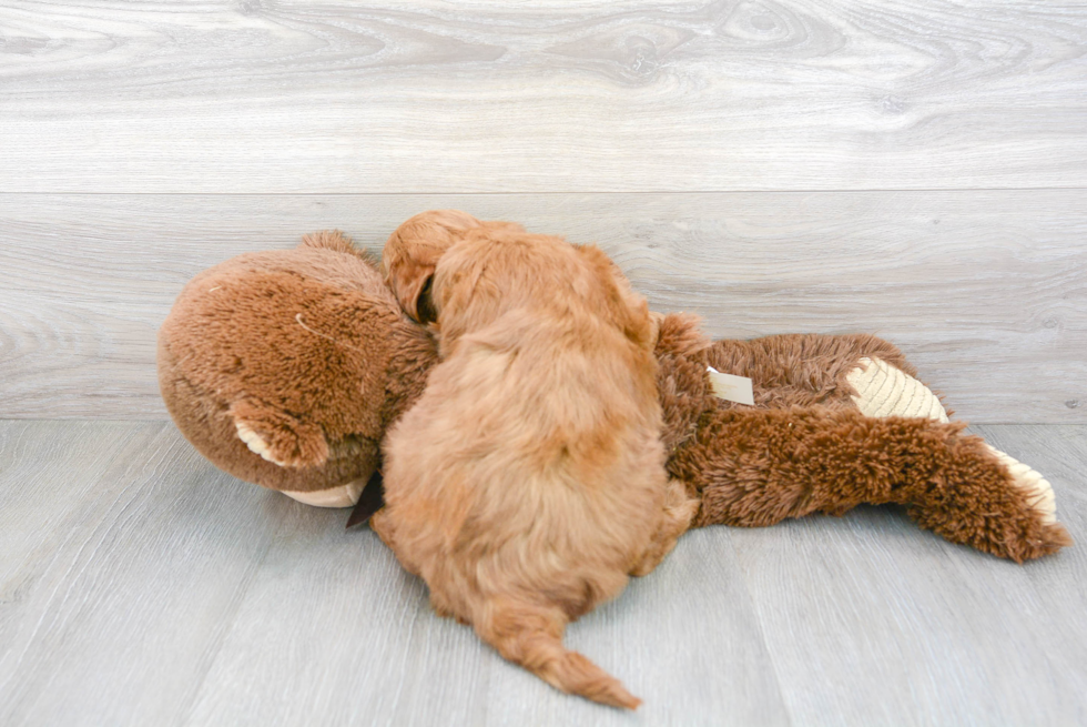 Best Mini Goldendoodle Baby