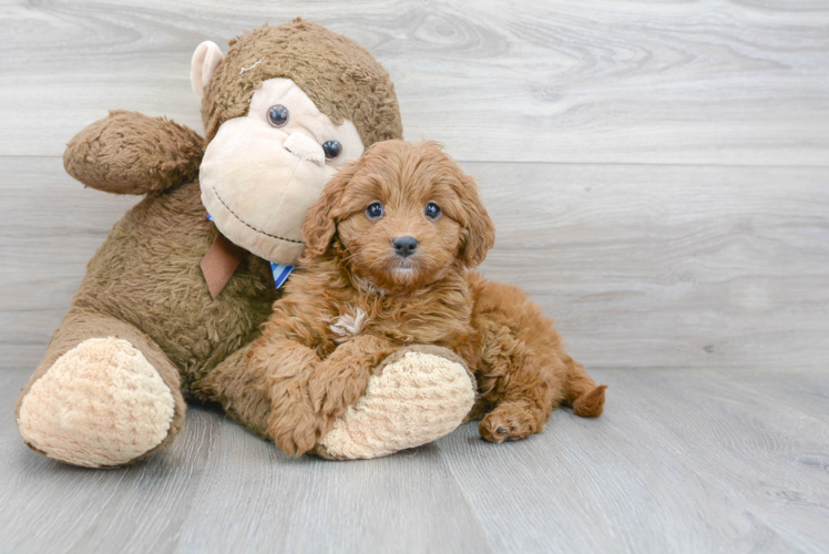 Friendly Mini Goldendoodle Baby