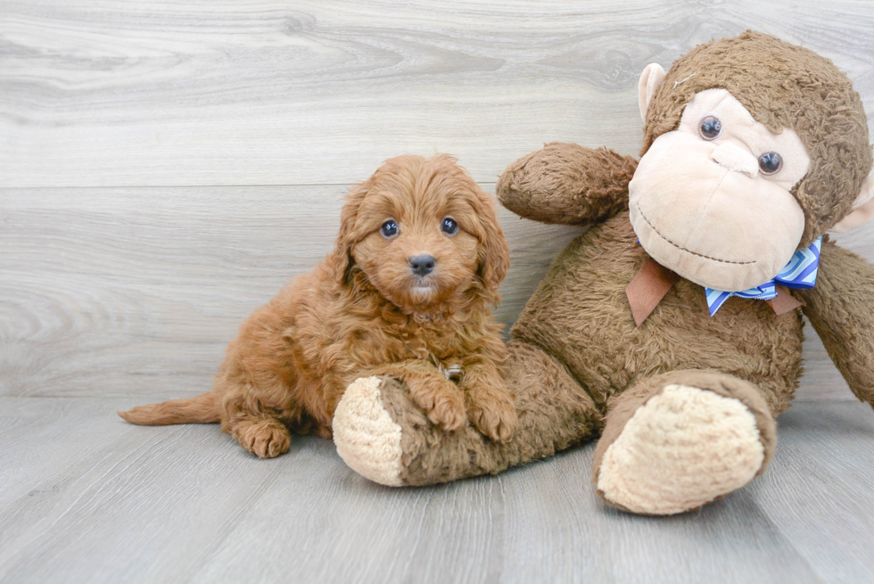 Adorable Golden Retriever Poodle Mix Puppy