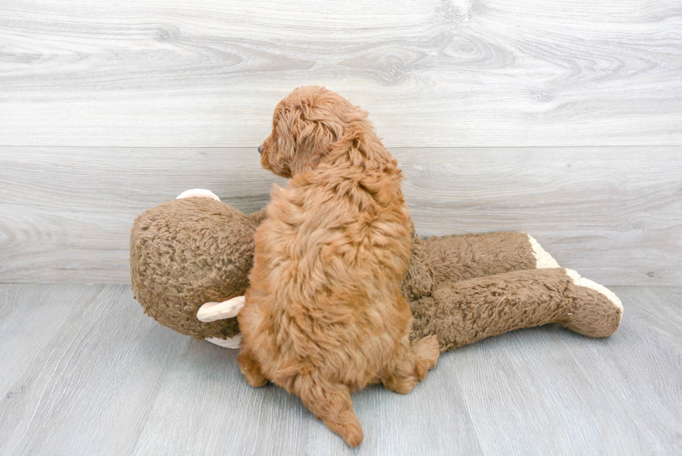 Friendly Mini Goldendoodle Baby