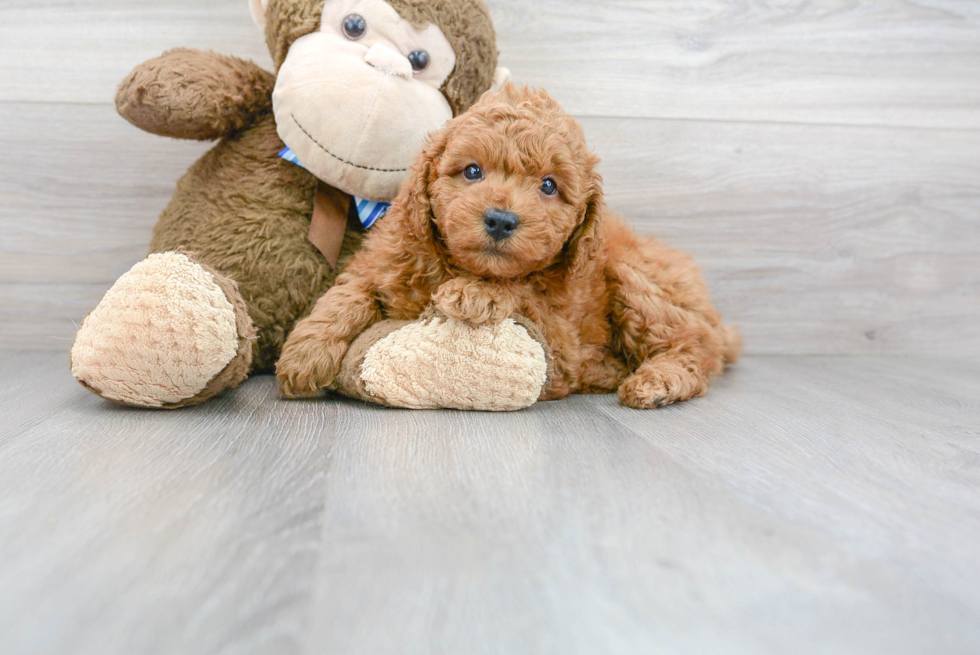 Small Mini Goldendoodle Baby