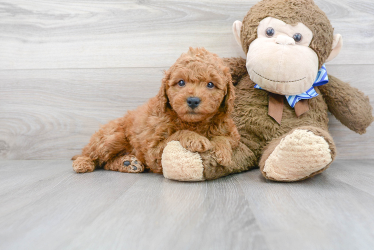 Mini Goldendoodle Puppy for Adoption