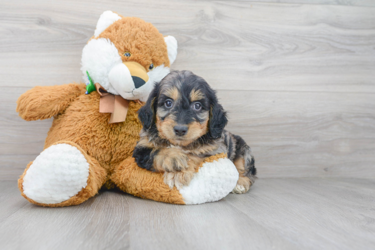 Cute Mini Goldendoodle Baby