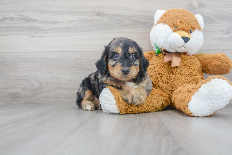 Cute Golden Retriever Poodle Mix Puppy