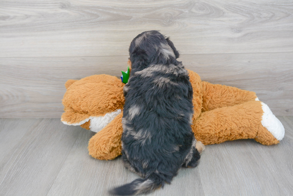 Cute Mini Goldendoodle Baby