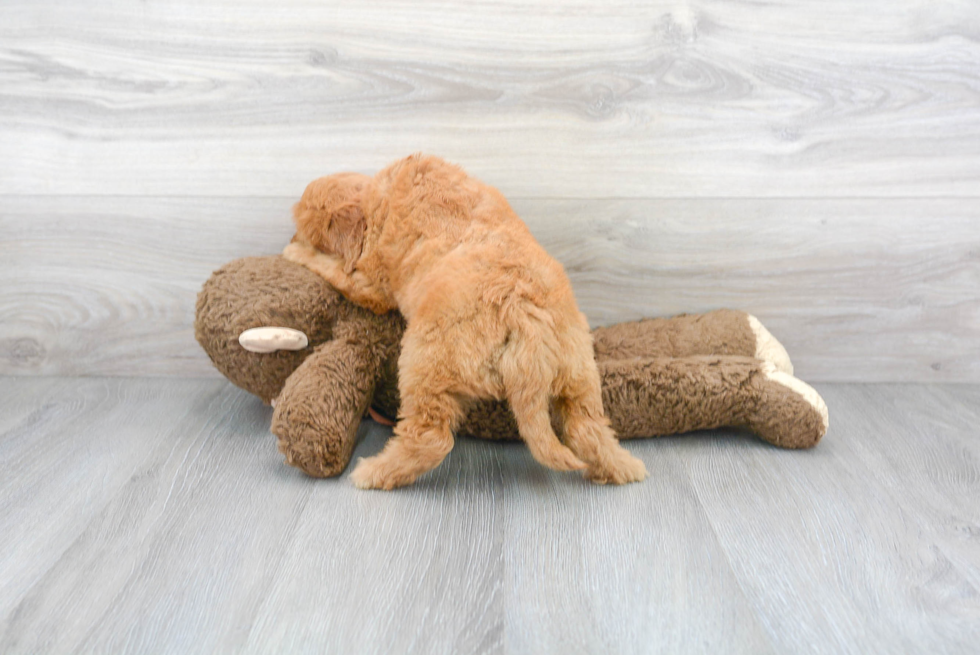 Funny Mini Goldendoodle Poodle Mix Pup