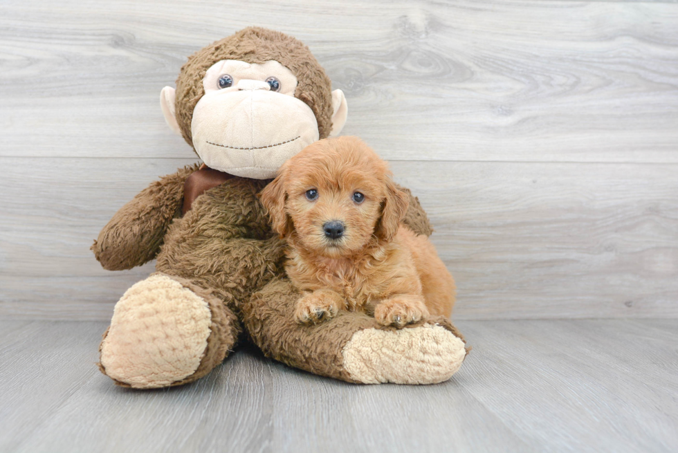 Adorable Golden Retriever Poodle Mix Puppy