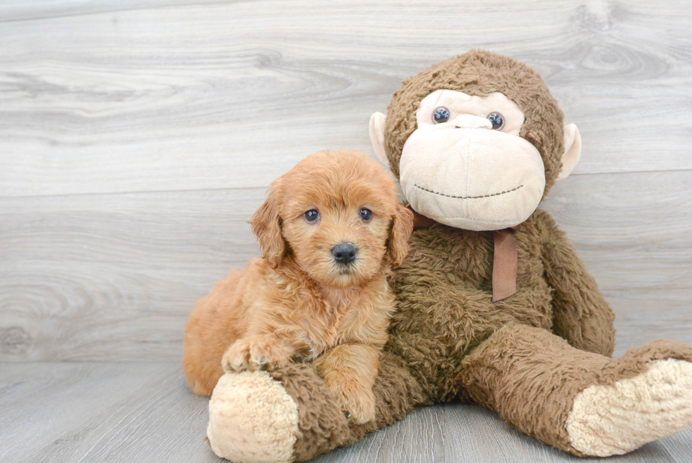 Funny Mini Goldendoodle Poodle Mix Pup