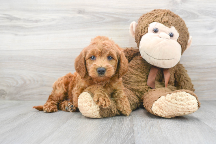 Playful Golden Retriever Poodle Mix Puppy