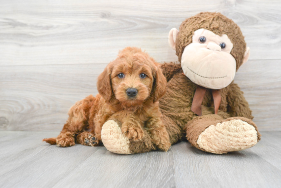 Playful Golden Retriever Poodle Mix Puppy