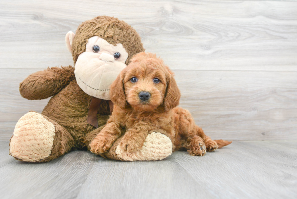 Best Mini Goldendoodle Baby