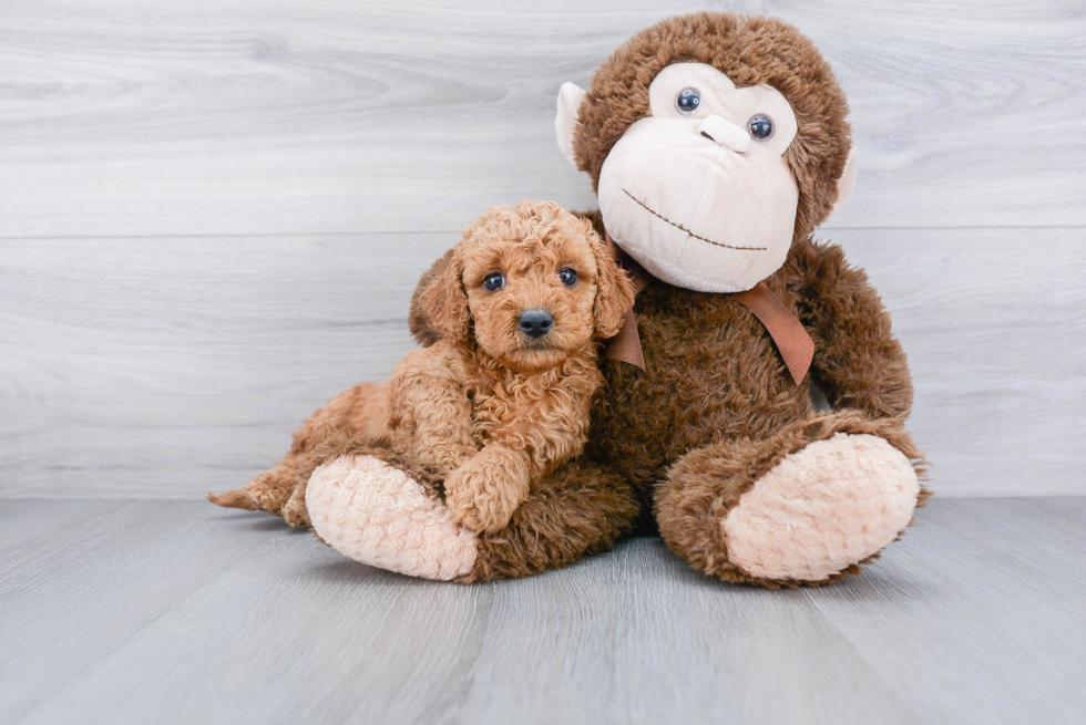 Energetic Golden Retriever Poodle Mix Puppy