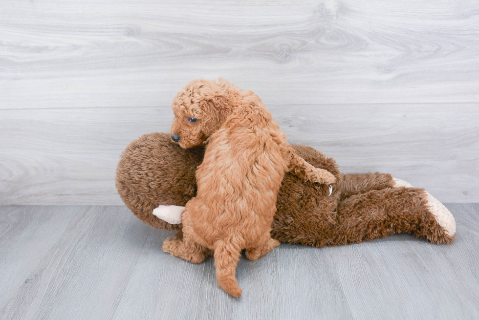 Mini Goldendoodle Pup Being Cute