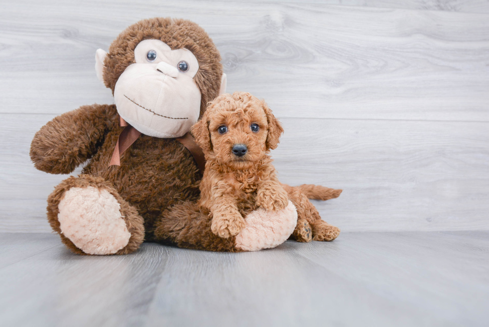 Smart Mini Goldendoodle Poodle Mix Pup