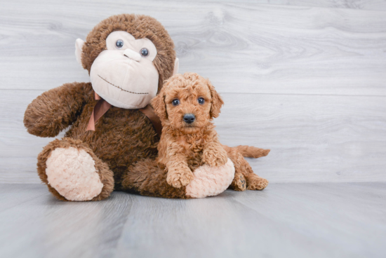 Smart Mini Goldendoodle Poodle Mix Pup