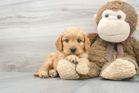 Mini Goldendoodle Pup Being Cute