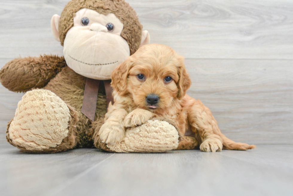 Mini Goldendoodle Puppy for Adoption