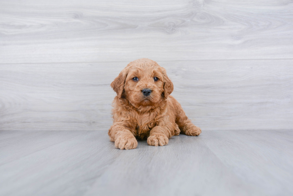 Small Mini Goldendoodle Baby