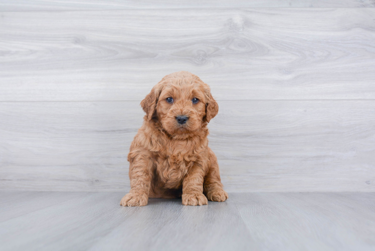 Mini Goldendoodle Pup Being Cute