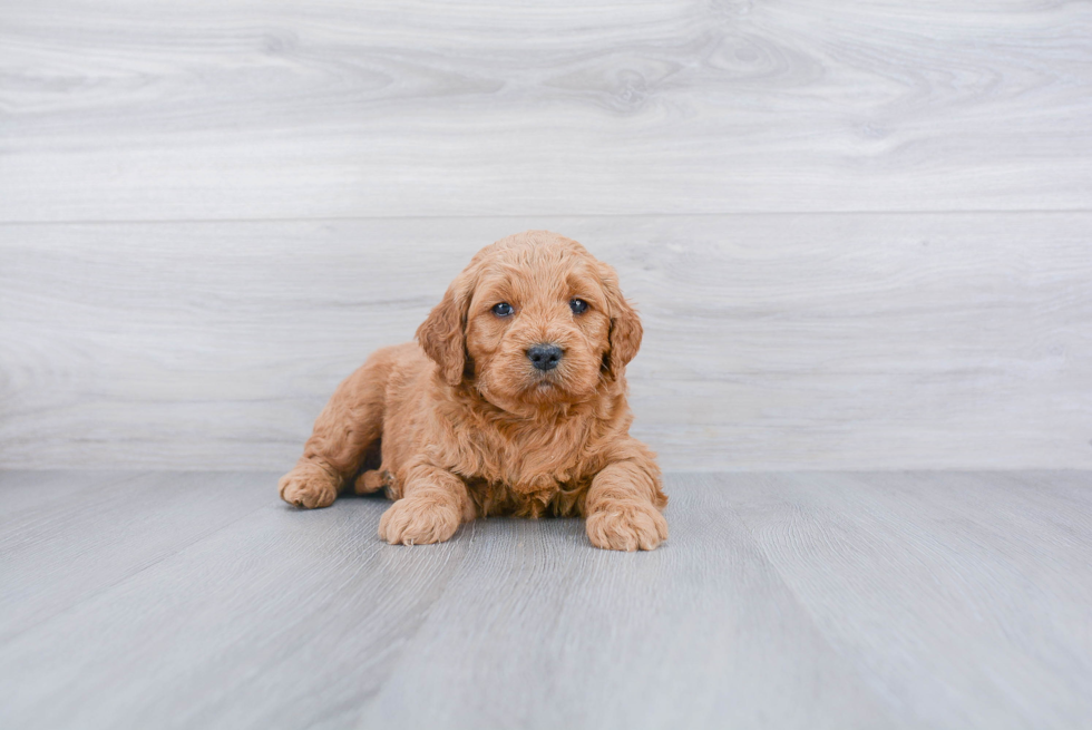 Funny Mini Goldendoodle Poodle Mix Pup