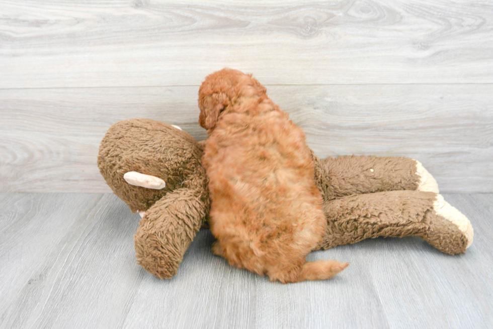 Cute Mini Goldendoodle Baby