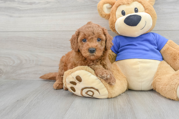 Mini Goldendoodle Pup Being Cute