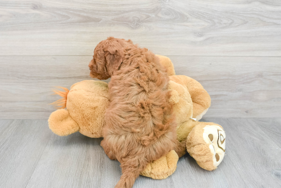 Mini Goldendoodle Puppy for Adoption