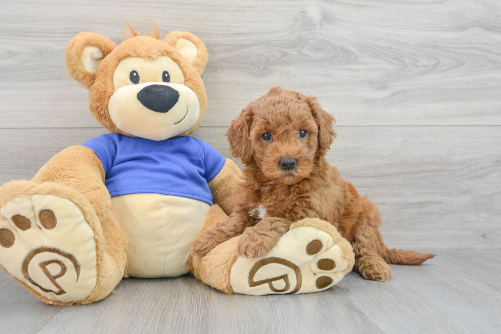 Mini Goldendoodle Puppy for Adoption