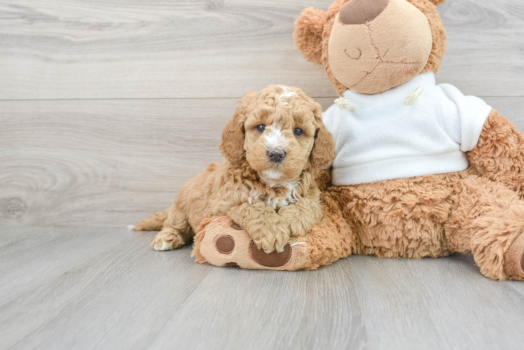 Mini Goldendoodle Pup Being Cute