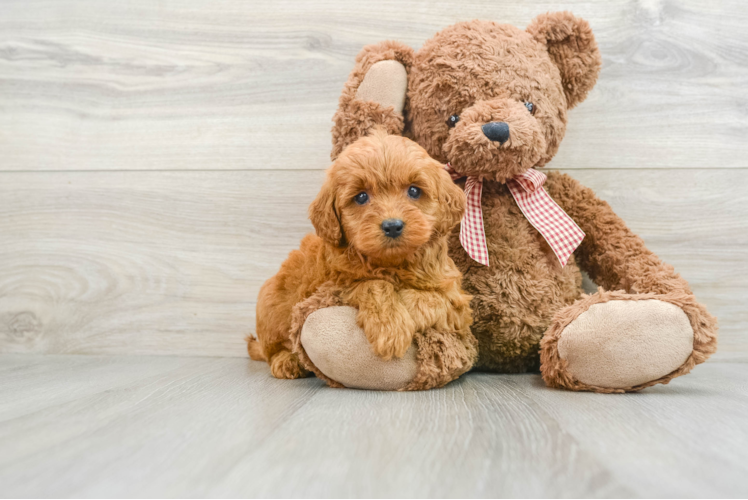 Petite Mini Goldendoodle Poodle Mix Pup