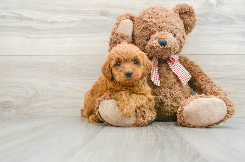 6 week old Mini Goldendoodle Puppy For Sale - Premier Pups