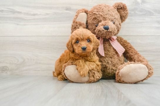 Petite Mini Goldendoodle Poodle Mix Pup