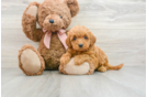 Popular Mini Goldendoodle Poodle Mix Pup