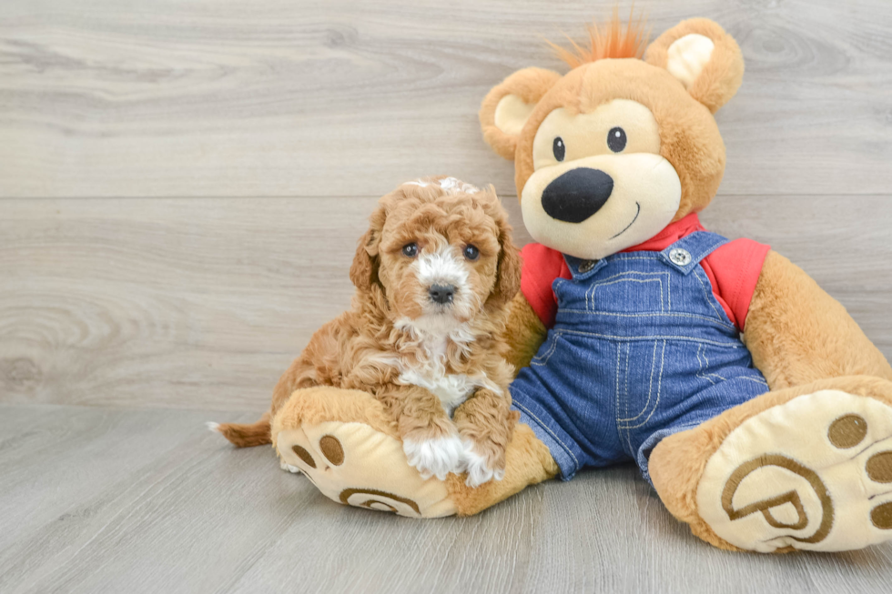 Friendly Mini Goldendoodle Baby