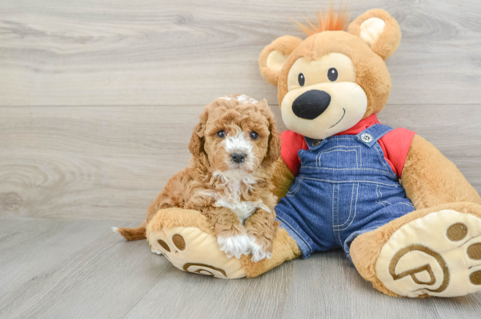 5 week old Mini Goldendoodle Puppy For Sale - Premier Pups