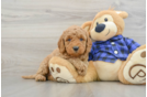 Small Mini Goldendoodle Baby