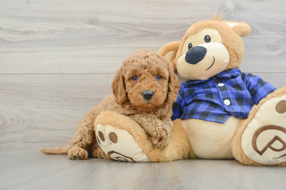 Small Mini Goldendoodle Baby