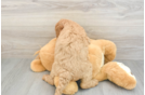 Petite Mini Goldendoodle Poodle Mix Pup