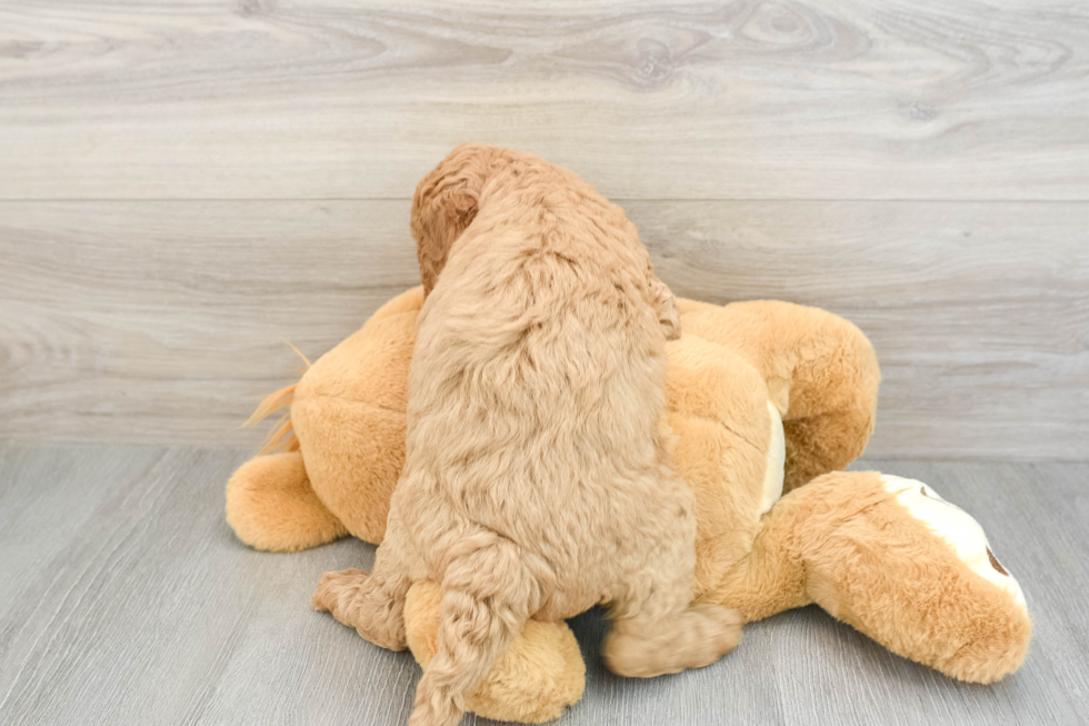 Petite Mini Goldendoodle Poodle Mix Pup