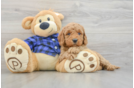 Mini Goldendoodle Pup Being Cute