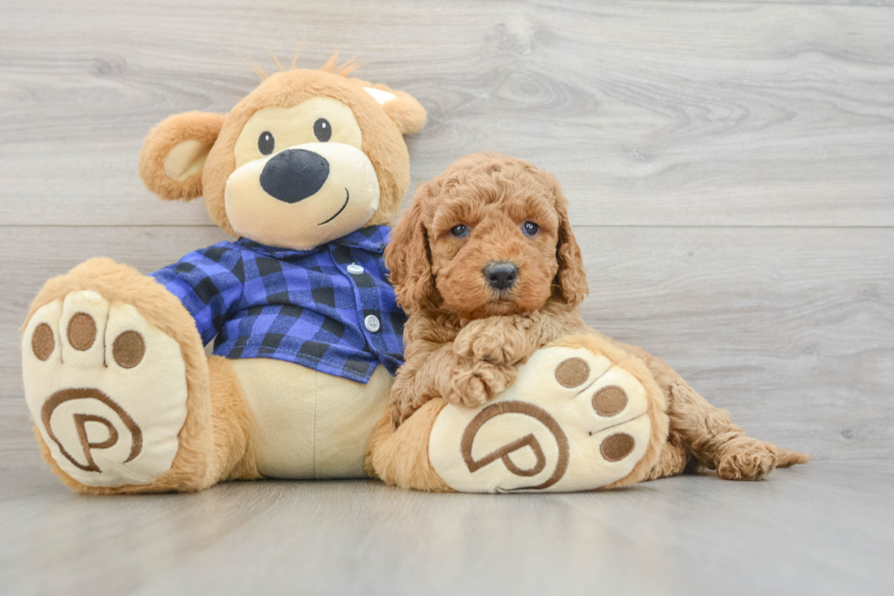 Mini Goldendoodle Pup Being Cute