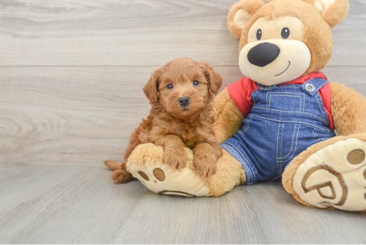 Best Mini Goldendoodle Baby