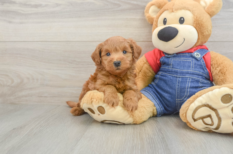 5 week old Mini Goldendoodle Puppy For Sale - Premier Pups