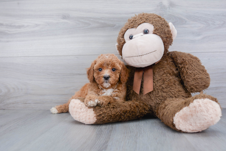 Friendly Mini Goldendoodle Baby